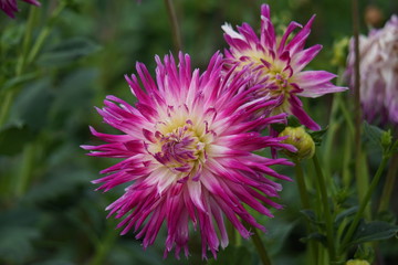 Obraz premium Dahlia Veritable