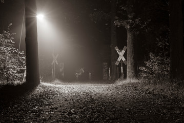 Railroad Crossing in foggy Forest, foggy walkway in forest, black and white © Ronny Rose