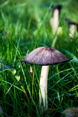 mushroom in the grass