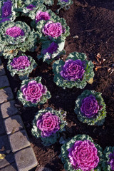 Kapusta ozdobna (Brassica oleracea)