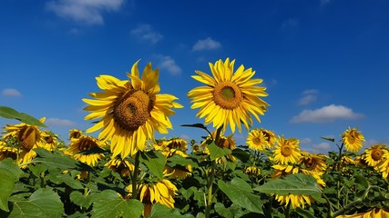 Sunflower field in Holambra, Brazil 