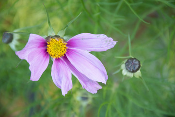 pink flower on green background
