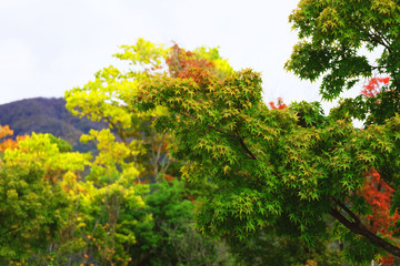Fototapeta premium Colorful leaves in Autumn in JAPAN