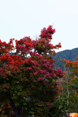 Fototapeta na wymiar Different color leaves in Autumn