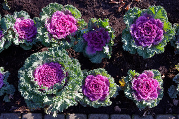 Kapusta ozdobna (Brassica oleracea)