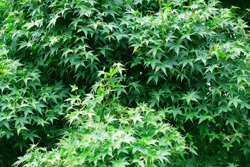 Green leaves for background  2