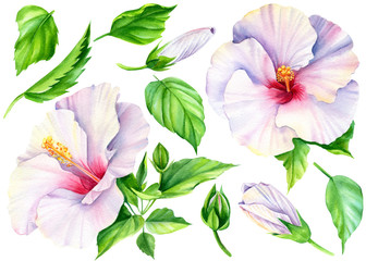 Set of hibiscus flowers, green leaves, buds. Botanical painting, on a white background, watercolor. © Hanna
