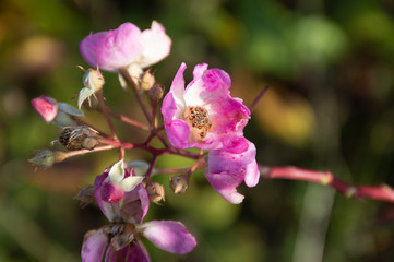 pink flower rose hip in autumn