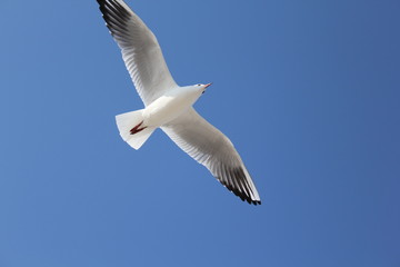Fototapeta na wymiar seagull flying in the skybird, seagull, sky, flying, gull, fly, flight, blue, sea, nature, wings, freedom, animal, white, birds, air, wing, soar, wildlife, feather, free, seagulls, feathers, beach, so