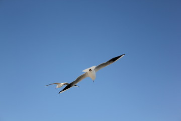 seagull flying in the skybird, seagull, sky, flying, gull, fly, flight, blue, sea, nature, wings, freedom, animal, white, birds, air, wing, soar, wildlife, feather, free, seagulls, feathers, beach, so