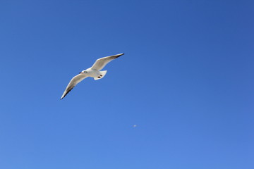 Fototapeta na wymiar seagull in the sky, bird, seagull, sky, flying, gull, fly, flight, blue, sea, nature, wings, freedom, animal, white, birds, air, wing, soar, wildlife, feather, free, seagulls, feathers, beach, soaring