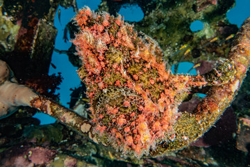 Obraz na płótnie Canvas Frog fish in the Red Sea Colorful and beautiful, Eilat Israel