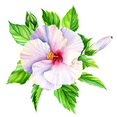 Set of hibiscus flowers, green leaves, buds. Botanical painting, on a white background, watercolor. © Hanna