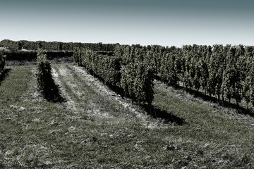 Rows of vineyards  before harvesting