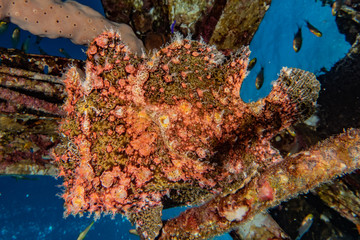 Frog fish in the Red Sea Colorful and beautiful, Eilat Israel