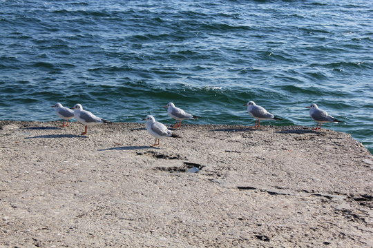 seagulls on the beach, ird, seagull, sea, beach, water, birds, ocean, animal, nature, gull, sand, seagulls, flying, coast, wildlife, blue, wings, white, beak, feather, shore, lake, wing, gulls, waves