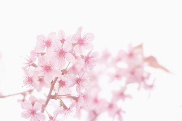 Pink sakura flower, Cherry blossom, Himalayan cherry blossom in pink background.