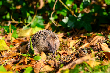 Young hedgehog (Erinaceus Europaeus) in the garden between dry foliage on a sunny autumn day.