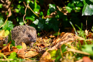 Young hedgehog (Erinaceus Europaeus) in the garden between dry foliage on a sunny autumn day.
