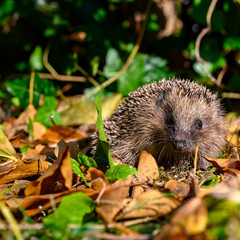 Young hedgehog (Erinaceus Europaeus) in the garden between dry foliage on a sunny autumn day.