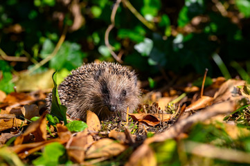 Young hedgehog (Erinaceus Europaeus) in the garden between dry foliage on a sunny autumn day.