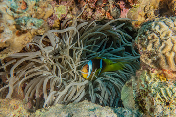 Coral reefs and water plants in the Red Sea, Eilat Israel