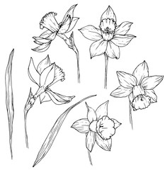 Hand drawn narcissus botanical doodle. Flowers and leaves vector illustration in black outline on white background - obrazy, fototapety, plakaty