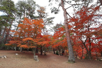 紅葉の風景