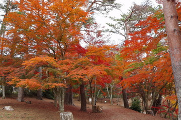 紅葉の風景