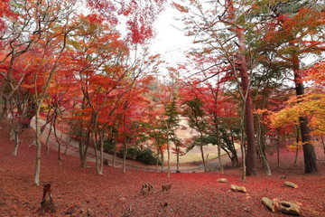 紅葉の風景