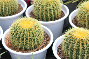 Cactus in a white pot  placed on the ground. 