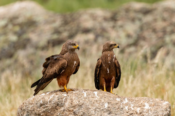 Beautiful adult black kites