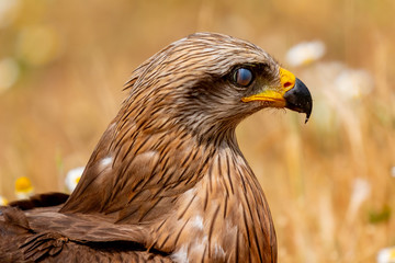 Close-up portrait of a Brown Kite
