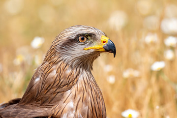 Close-up portrait of a Brown Kite