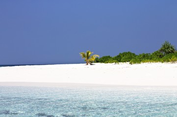 Isolated little palm on a white sand beach in Maldives (Ari Atoll, Asia)