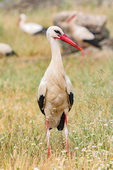 Elegant white stork