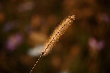 Green foxtail on the field at sunset