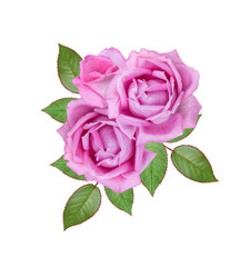 Flower composition. Bouquet of beautiful realistic pink roses isolated on a white background