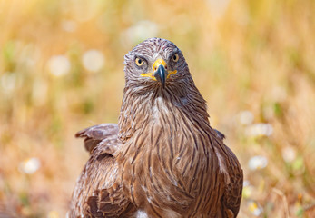 Close-up portrait of a Brown Kite