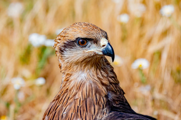 Close-up portrait of a Brown Kite
