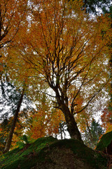 Golden tree over the moss rock.