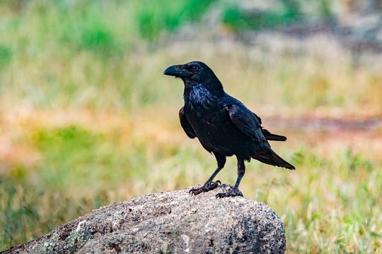 Brigh black plumage of a crow