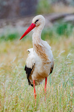 Elegant white stork