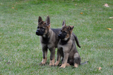 German Sheppard Puppies