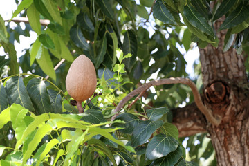 The brown mahogany with leaves on the mahogany tree. 
