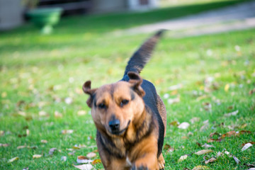 dog on grass