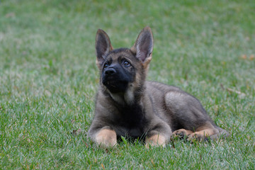 German Sheppard Puppy