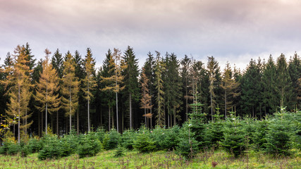 Weihnachtsbaum Zucht biologisch
