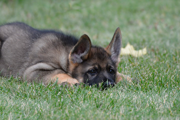 German Sheppard Puppy