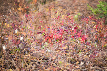 autumn leaves